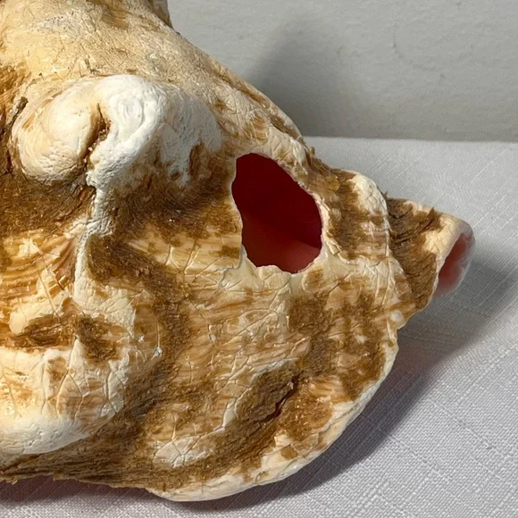 Natural Conch Shell Seashell Decor - Picture 2 of 7